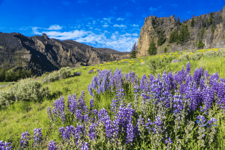 Where to Camp Near Yellowstone: The Best Campgrounds and Free Sites