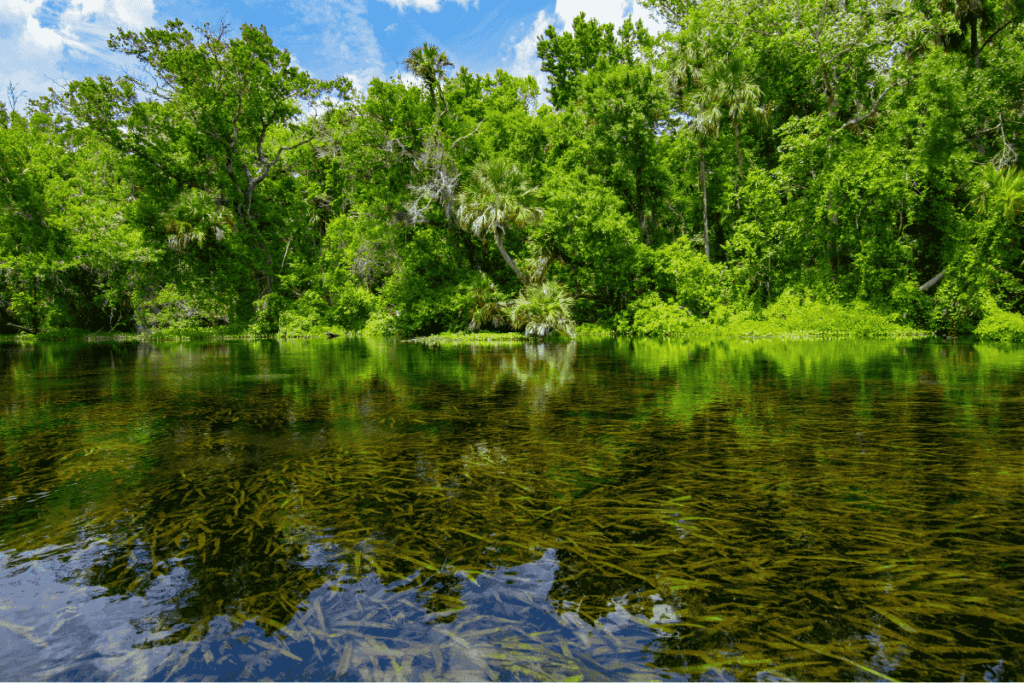 Florida forest