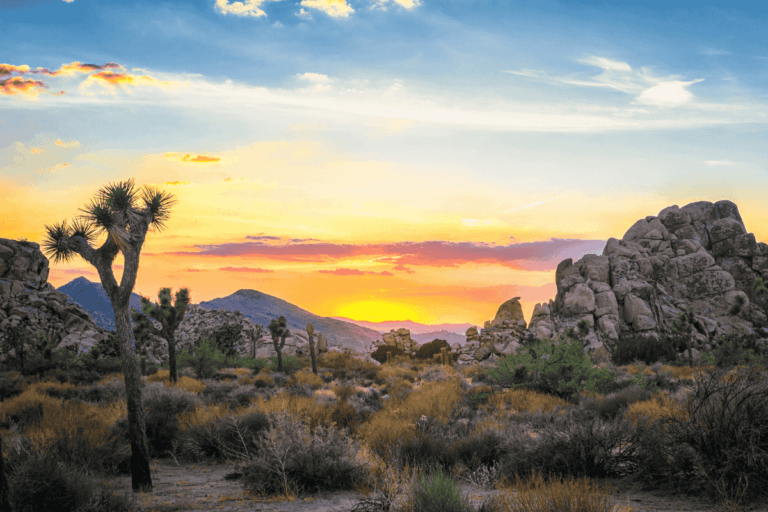 Joshua National Park, California