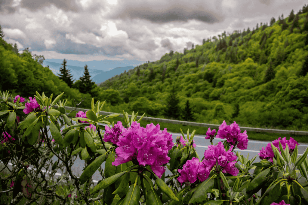 Camping in great smoky mountains