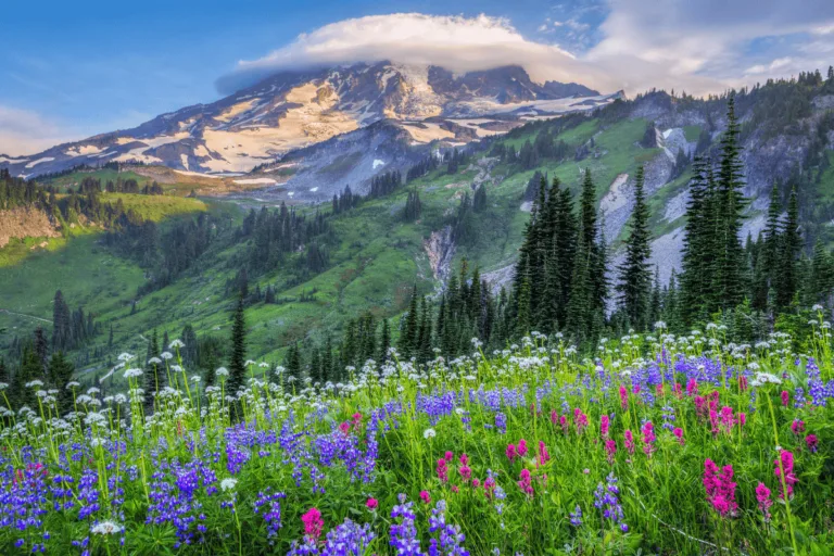 Mount Rainier National Park