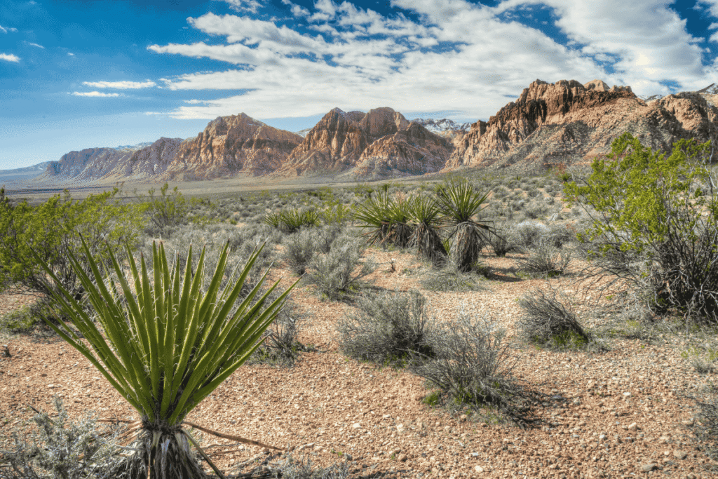 Winter camping in las vegas